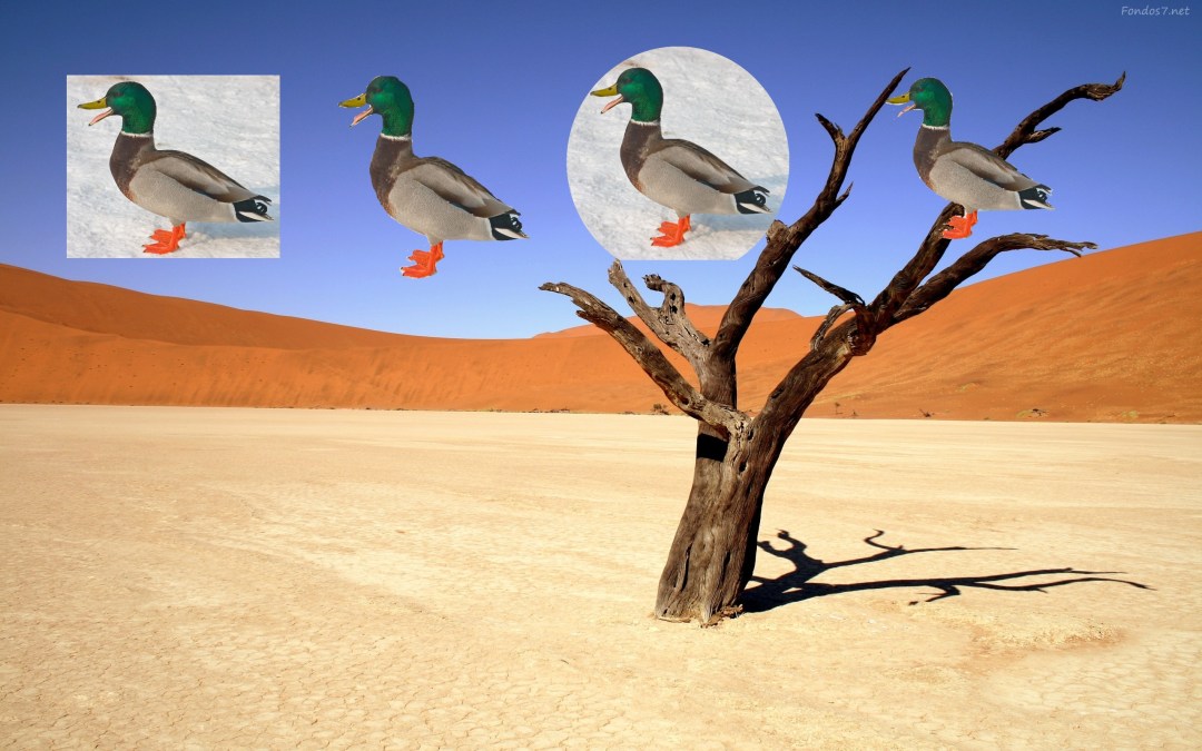 un-pato-en-el-desierto